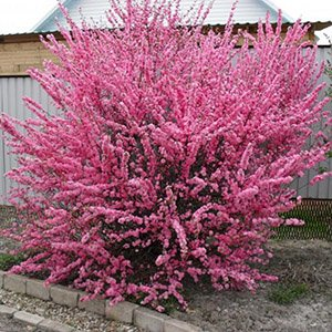 Миндаль трехлопастной "Rosenmund"