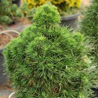 Сосна обыкновенная "Green Pinguin"