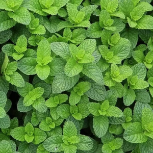 Мята перечная "Garden Mint"