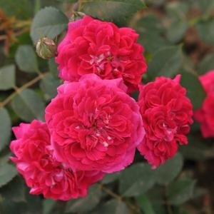 Роза "Crimson Winterjewel"