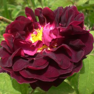 Роза "Black Tuscany"