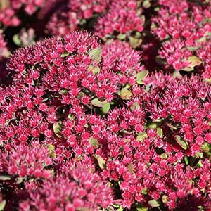 Очиток наутесный "Ruby Glow"