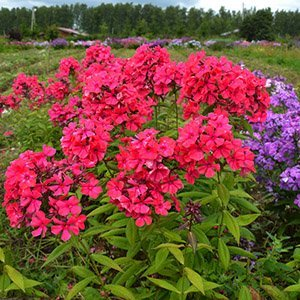 Флокс метельчатый "Маргарита"