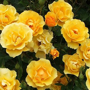Роза "Golden Years"