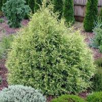 Туя западная "Variegata"