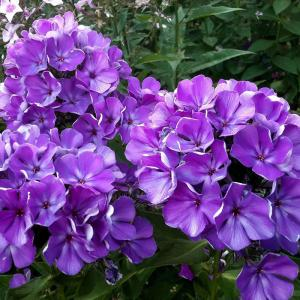 Флокс метельчатый "Polinai"