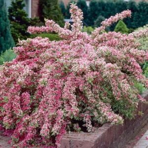 Вейгела "Nana Variegata"