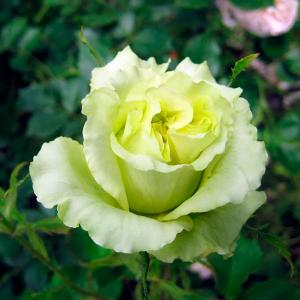 Роза "Super Green"