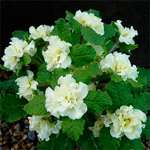Примула "Dentelle"