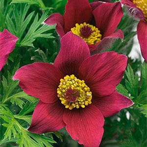 Прострел обыкновенный "Pinwheel Dark Red Shades"