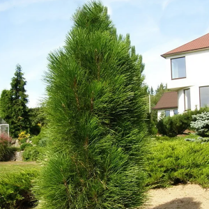 Сосна черная "Green Tower"