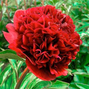 Пион молочноцветковый "Double Red"