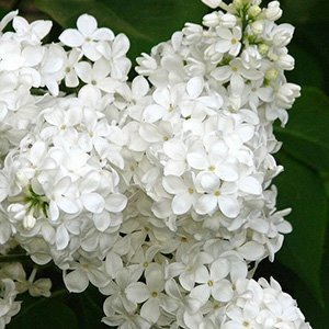Сирень "Галина Уланова"