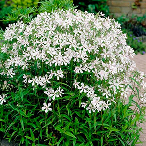 Флокс растопыренный "White Perfume"