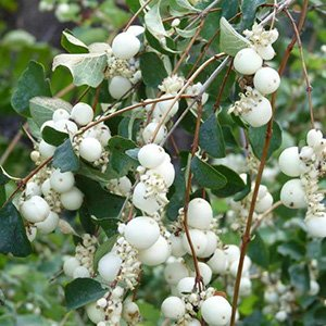 Снежноягодник доренбоза "White Hedge"