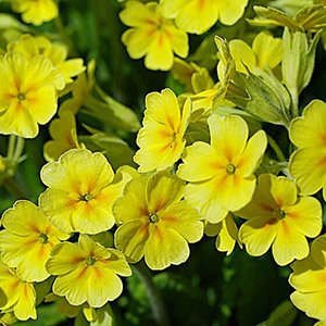 Примула Юлии "Wanda Yellow"