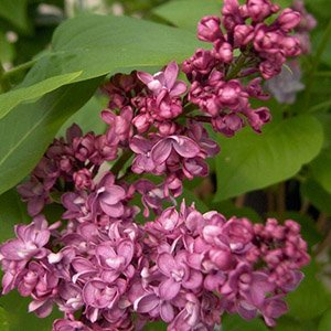 Сирень гиацинтовая "Ester Staley"