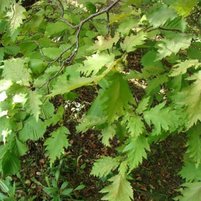 Лещина обыкновенная "Quercifolia"
