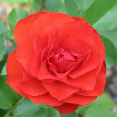 Роза "Remembrance"