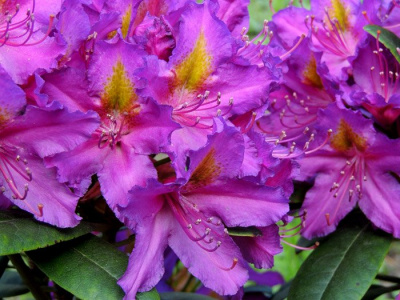 Рододендрон гибридный "Libretto"
