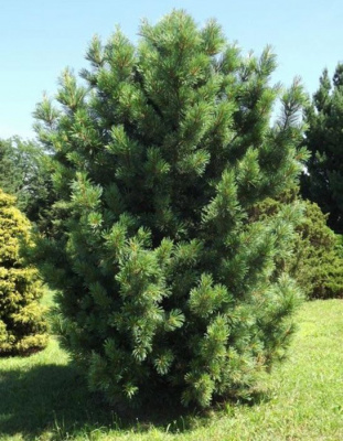 Сосна бунге "Rowe Arboretum"