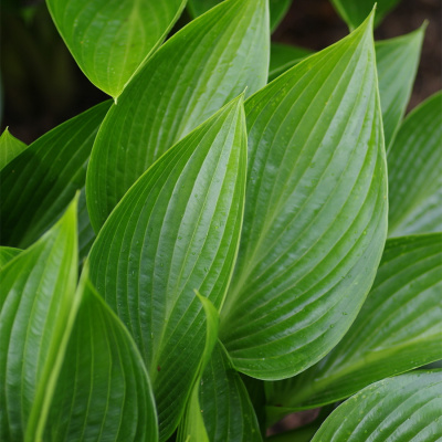 Хоста "Devon Green"