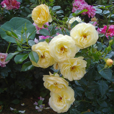 Роза "Canicule"