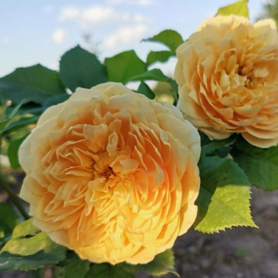 Роза "100 idees Jardin"
