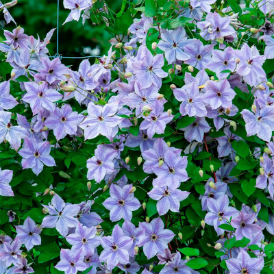 Клематис "Skyfall"