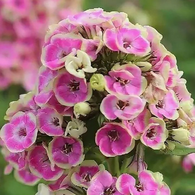 Флокс метельчатый "Orchid Yellow"