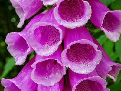 Наперстянка пурпурная "Dalmatian Purple"