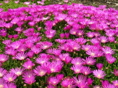 Делосперма купера "Ice Cream Purple"