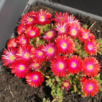 Делосперма купера "Jewel of Desert Garnet"