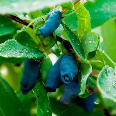Жимолость "Indigo Gem"