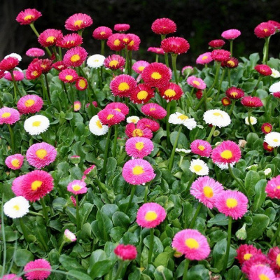 Маргаритка "Bright Carpet"