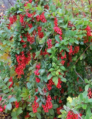 Барбарис тунберга "Red Tears"