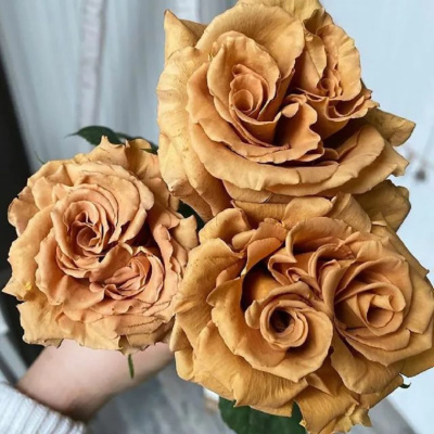 Роза "Toffee"