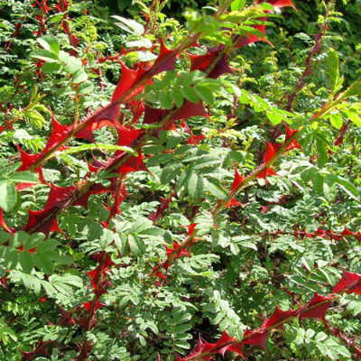 Роза "Omeiensis Pteracantha"