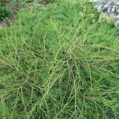 Туя западная "Filiformis"