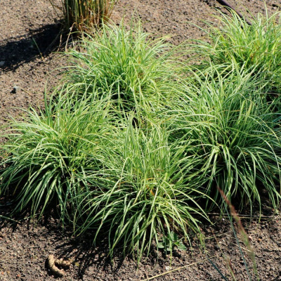 Осока птиценожковая "Variegata"
