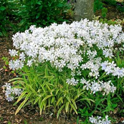Флокс растопыренный "May Breeze"