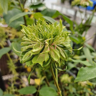 Роза "Viridiflora"