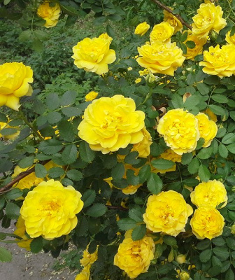 Шиповник (роза) сортовой "Persian Yellow"