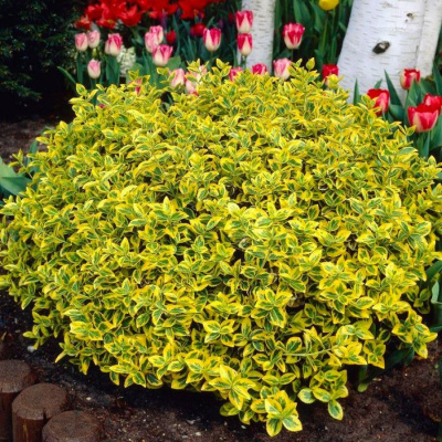 Бересклет Форчуна "Emerald Gold"