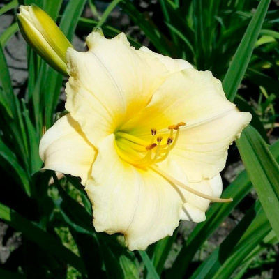 Лилейник "Longfields Pearl"