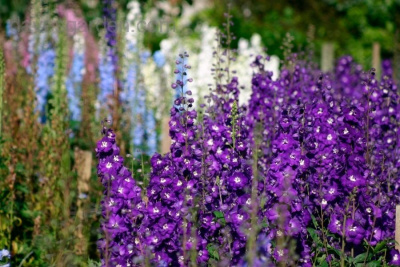 Дельфиниум "Purple Passion"