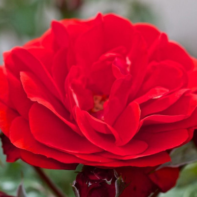 Роза "Remembrance"
