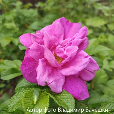 Шиповник (роза) сортовой "Hansa"