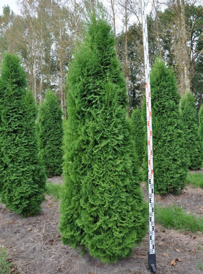 Туя западная "Pyramidalis Compacta"