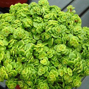 Очиток макиной "Lime"